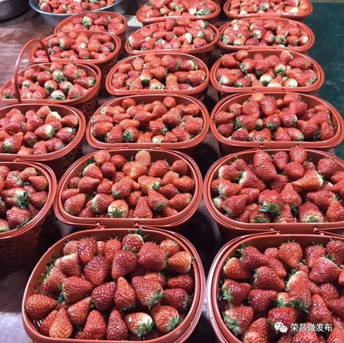 榮昌本地農副產品線上選購指南 手機下單，美味到家